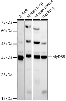 MyD88 Rabbit Polyclonal Antibody