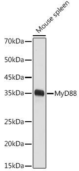 MyD88 Rabbit Polyclonal Antibody