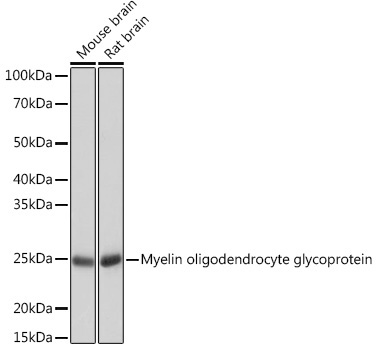 Myelin oligodendrocyte glycoprotein Rabbit Monoclonal Antibody
