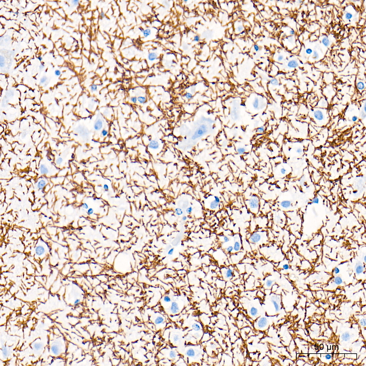 Myelin oligodendrocyte glycoprotein Rabbit Monoclonal Antibody - Image 2