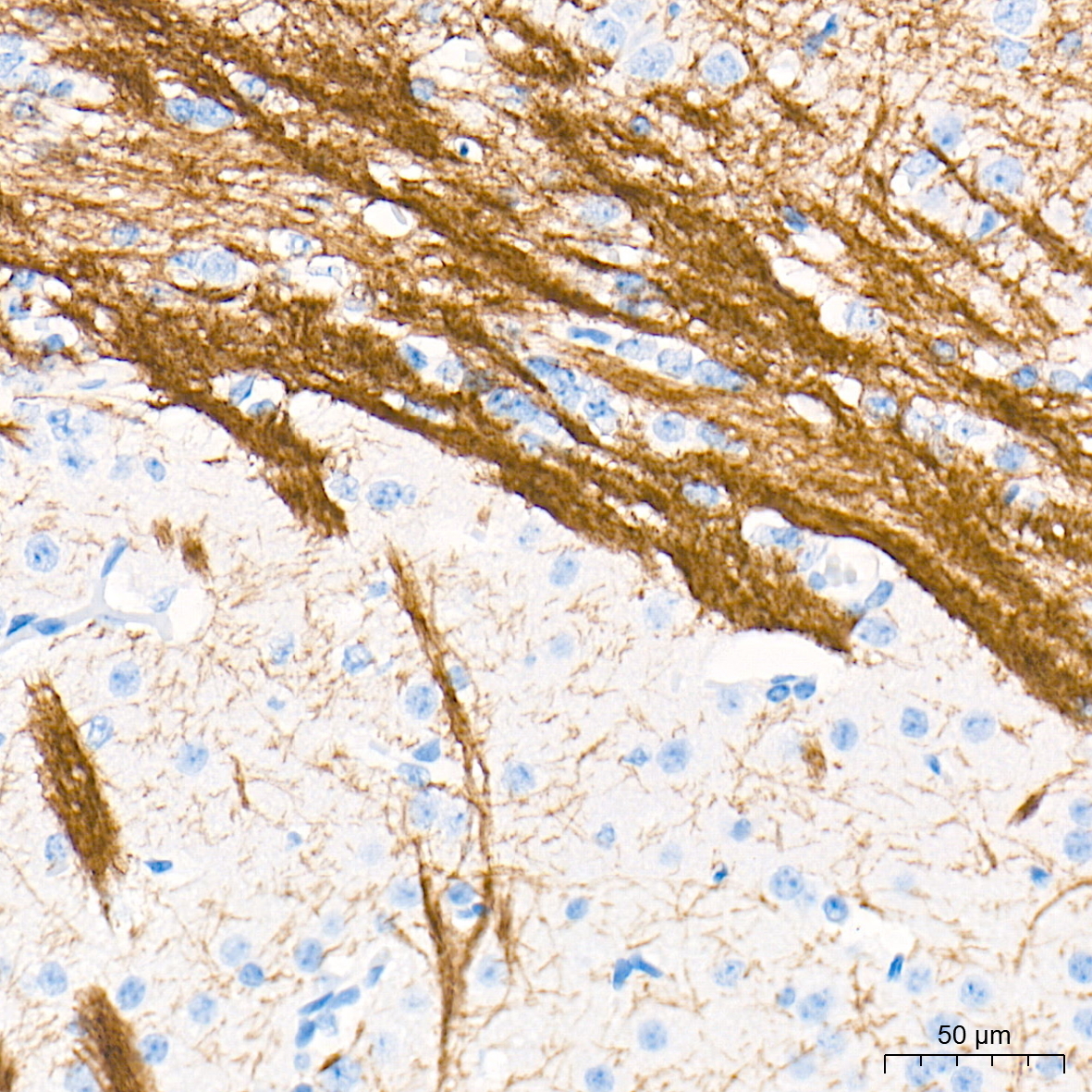 Myelin oligodendrocyte glycoprotein Rabbit Monoclonal Antibody - Image 3