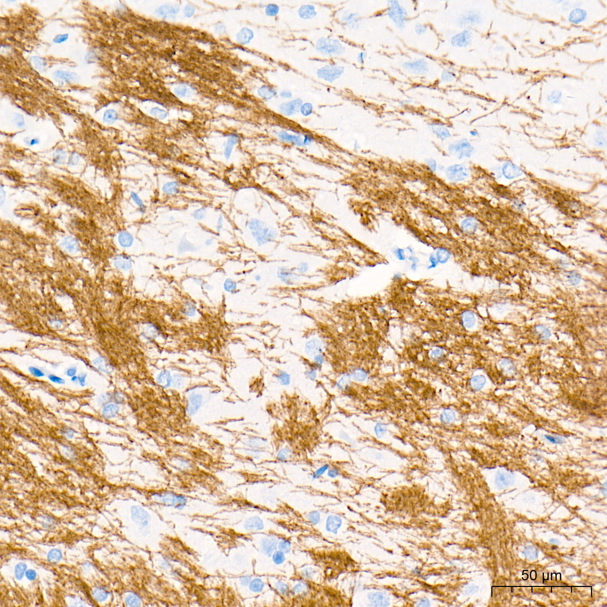 Myelin oligodendrocyte glycoprotein Rabbit Monoclonal Antibody - Image 4