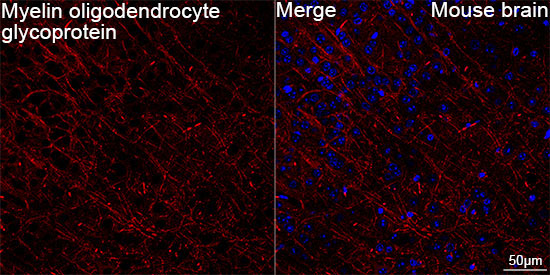 Myelin oligodendrocyte glycoprotein Rabbit Monoclonal Antibody - Image 5