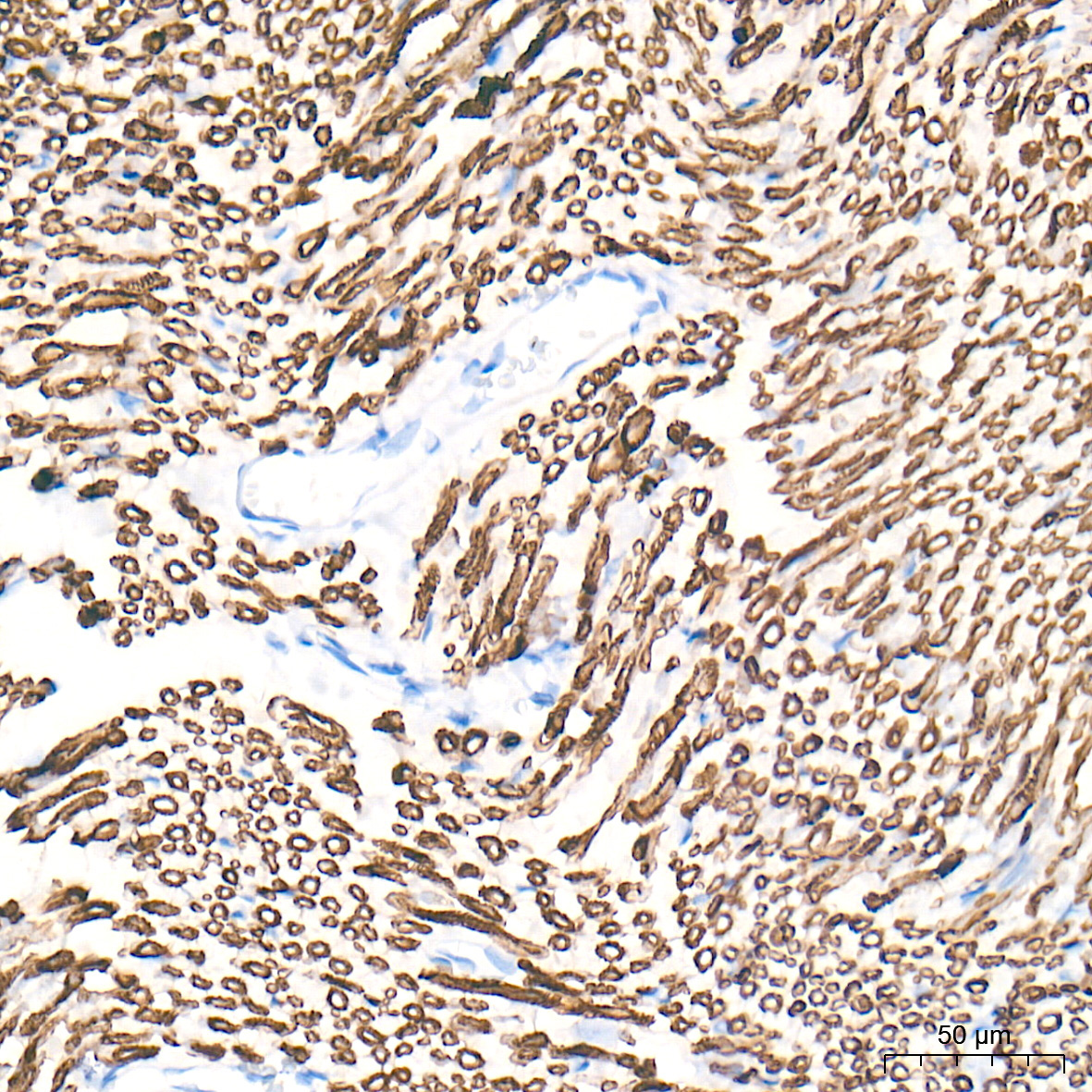Myelin Protein Zero (MPZ) Rabbit Monoclonal Antibody - Image 5