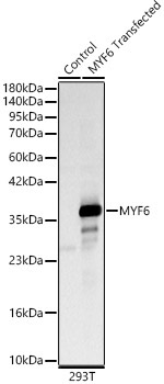 MYF6 Rabbit Polyclonal Antibody