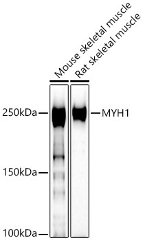 MYH1 Rabbit Polyclonal Antibody