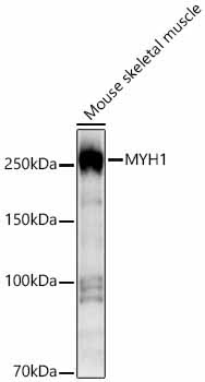 MYH1 Rabbit Polyclonal Antibody - Image 2