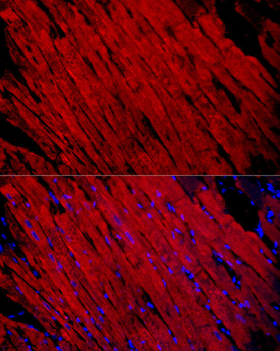 MYH1 Rabbit Polyclonal Antibody - Image 6