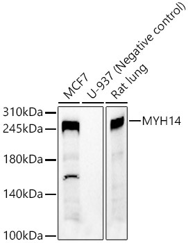 MYH14 Rabbit Polyclonal Antibody