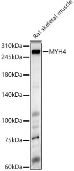 MYH4 Rabbit Polyclonal Antibody - Image 2
