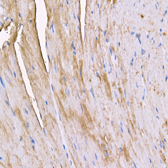 MYH4 Rabbit Polyclonal Antibody - Image 3