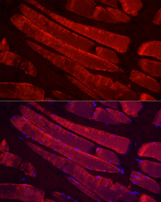 MYH4 Rabbit Polyclonal Antibody - Image 7