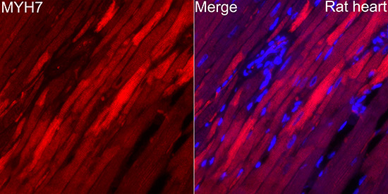 MYH7 Rabbit Polyclonal Antibody - Image 5