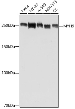 MYH9 Rabbit Polyclonal Antibody