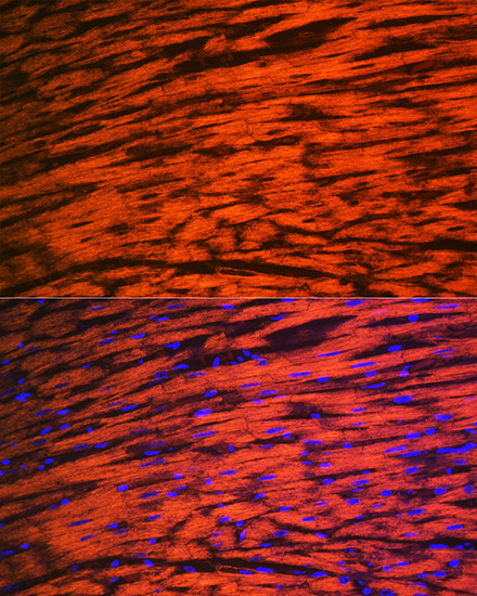 MYL2 Rabbit Monoclonal Antibody - Image 2