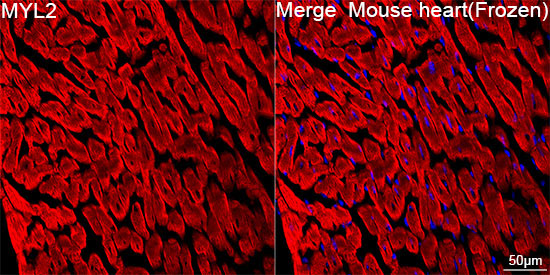 MYL2 Rabbit Monoclonal Antibody - Image 4