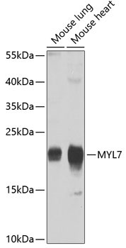MYL7 Rabbit Polyclonal Antibody