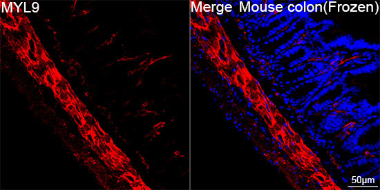 MYL9 Rabbit Monoclonal Antibody - Image 2