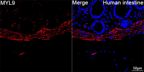 MYL9 Rabbit Monoclonal Antibody - Image 4