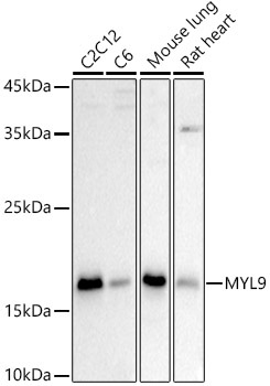 MYL9 Rabbit Polyclonal Antibody