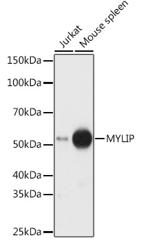 MYLIP Rabbit Polyclonal Antibody