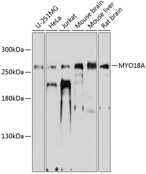 MYO18A Rabbit Polyclonal Antibody