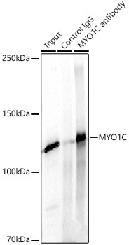MYO1C Rabbit Polyclonal Antibody - Image 4