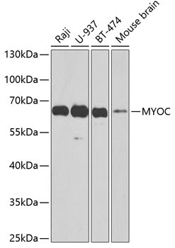 MYOC Rabbit Polyclonal Antibody