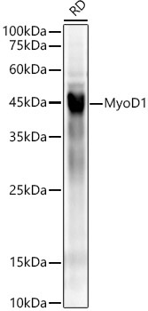 MyoD1 Rabbit Monoclonal Antibody