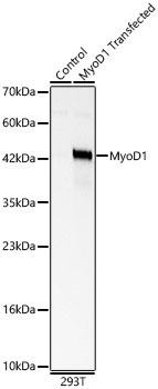 MyoD1 Rabbit Polyclonal Antibody