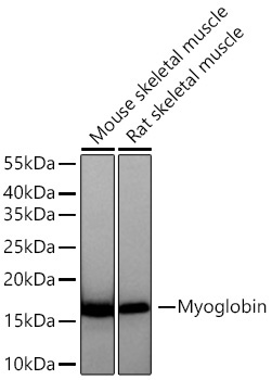 Myoglobin Rabbit Monoclonal Antibody