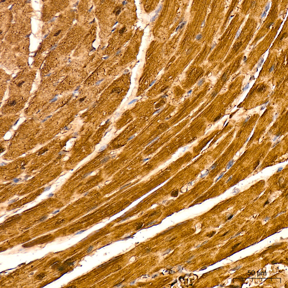 Myoglobin Rabbit Monoclonal Antibody - Image 3