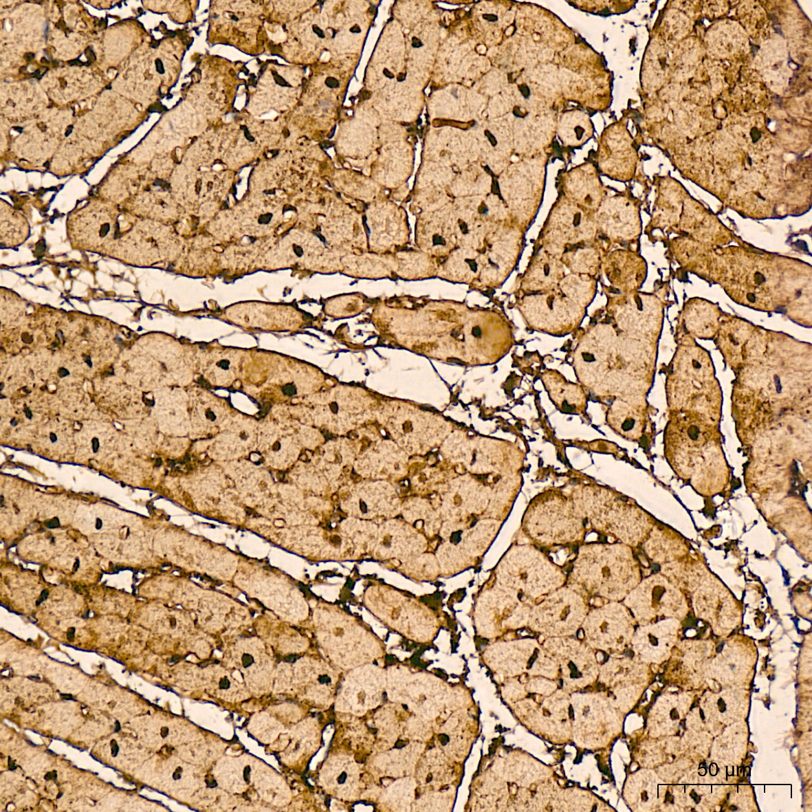 Myoglobin Rabbit Monoclonal Antibody - Image 4
