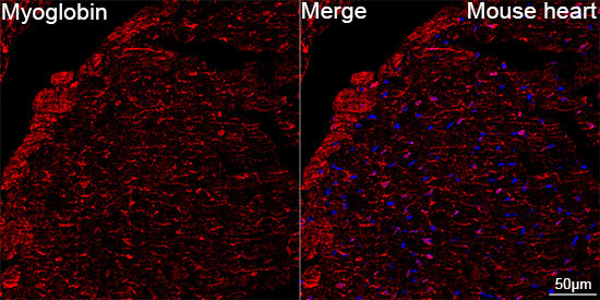 Myoglobin Rabbit Monoclonal Antibody - Image 5