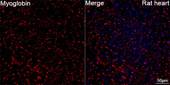 Myoglobin Rabbit Monoclonal Antibody - Image 6