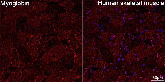Myoglobin Rabbit Monoclonal Antibody - Image 7