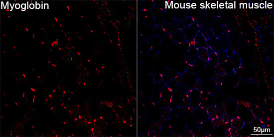 Myoglobin Rabbit Monoclonal Antibody - Image 8