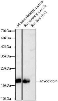 Myoglobin Rabbit Polyclonal Antibody