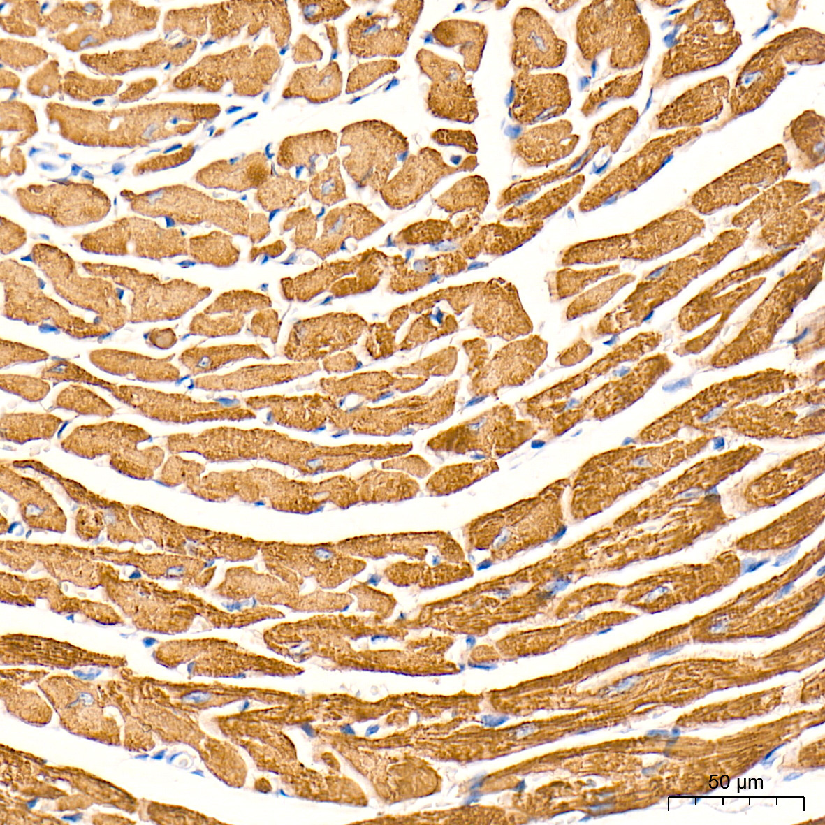 Myosin heavy chain Rabbit Monoclonal Antibody - Image 2