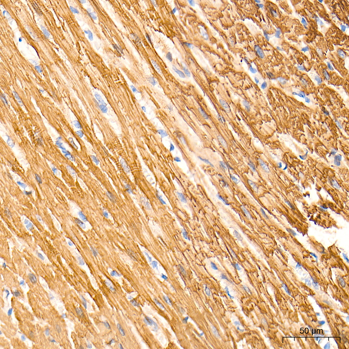 Myosin heavy chain Rabbit Monoclonal Antibody - Image 3
