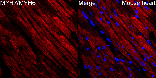 Myosin heavy chain Rabbit Monoclonal Antibody - Image 4
