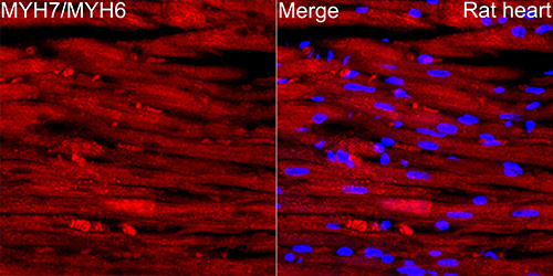 Myosin heavy chain Rabbit Monoclonal Antibody - Image 5