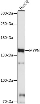 MYPN Rabbit Polyclonal Antibody