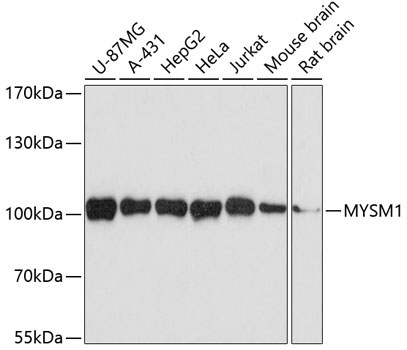 MYSM1 Rabbit Polyclonal Antibody