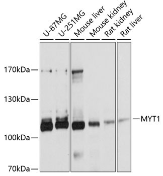 MYT1 Rabbit Polyclonal Antibody