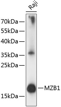 MZB1 Rabbit Polyclonal Antibody