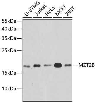 MZT2B Rabbit Polyclonal Antibody
