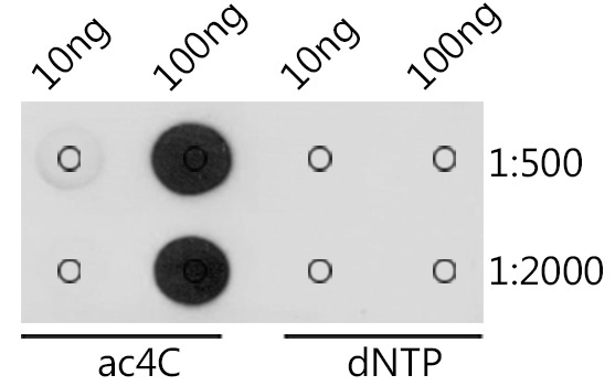 N4-acetylcytidine/ ac4C Rabbit Polyclonal Antibody
