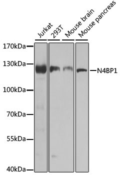 N4BP1 Rabbit Polyclonal Antibody