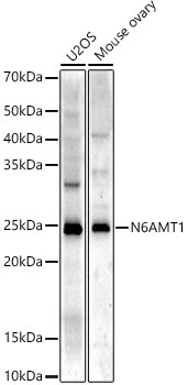 N6AMT1/HEMK2 Rabbit Polyclonal Antibody